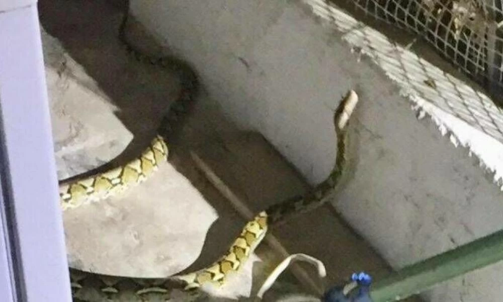 Κρήτη: Γύρισαν στο σπίτι τους και βρήκαν ένα φίδι 2 μέτρων στο μπαλκόνι τους